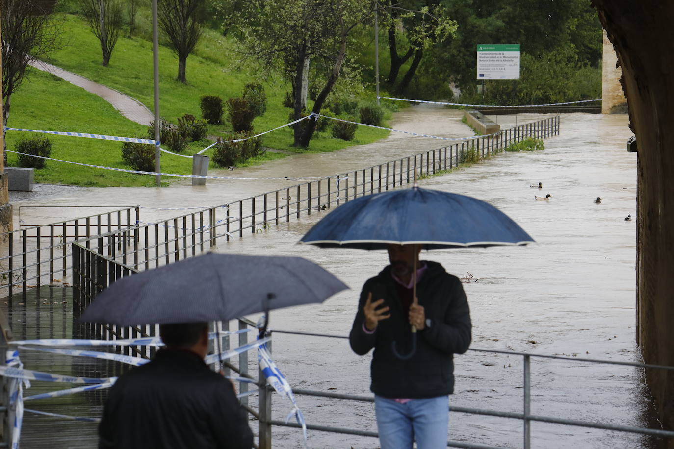 Fotos: la gran crecida del Guadalquivir a su paso por Córdoba
