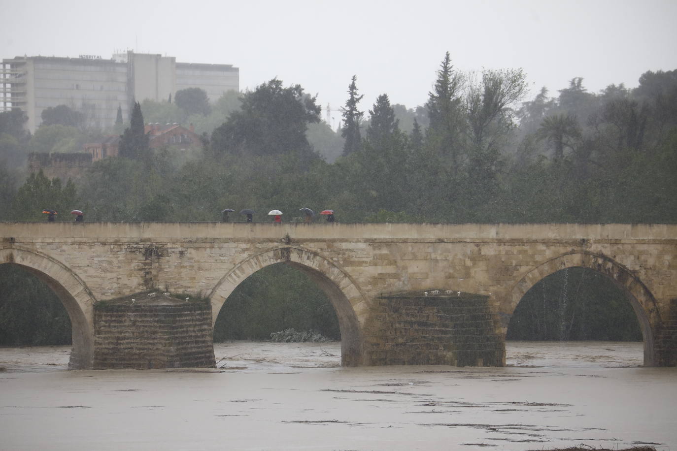Fotos: la gran crecida del Guadalquivir a su paso por Córdoba