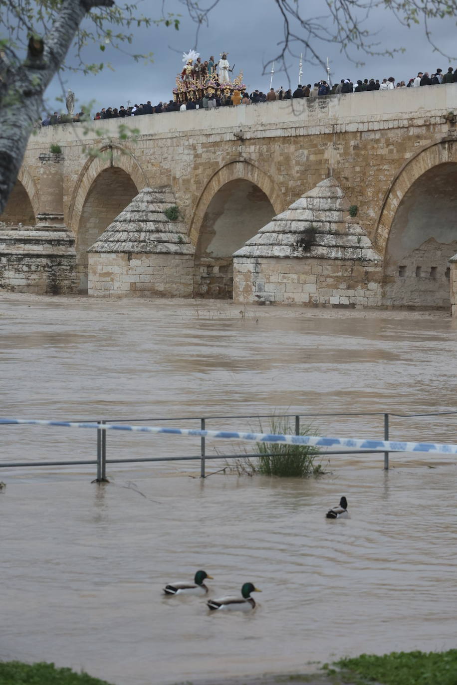 Fotos: los bellos traslados del Amor y la Vera-Cruz desde la Catedral de Córdoba a sus templos