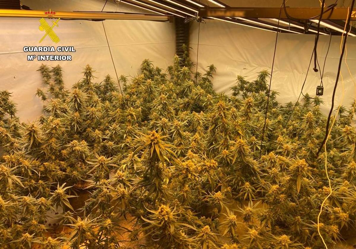 Imagen de la plantación de marihuana intervenida por la Guardia Civil