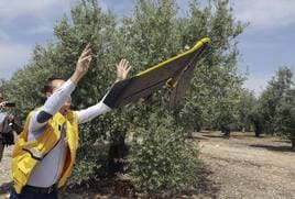 El riego del olivar con drones, uno de los retos futuros para el sector en Córdoba
