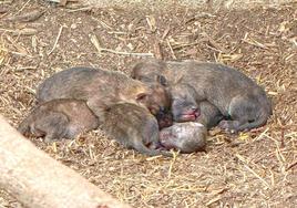 Nacen seis crías de perro salvaje asiático, una especie en peligro de extinción, en Terra Natura Benidorm
