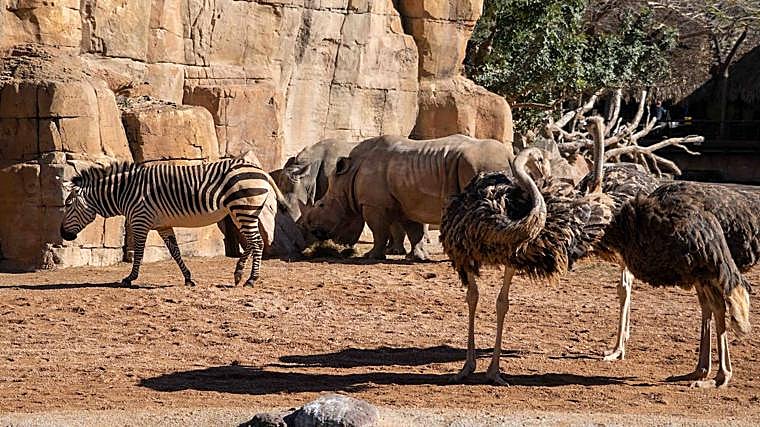 Imagen de la zona que recrea la sabana en Bioparc