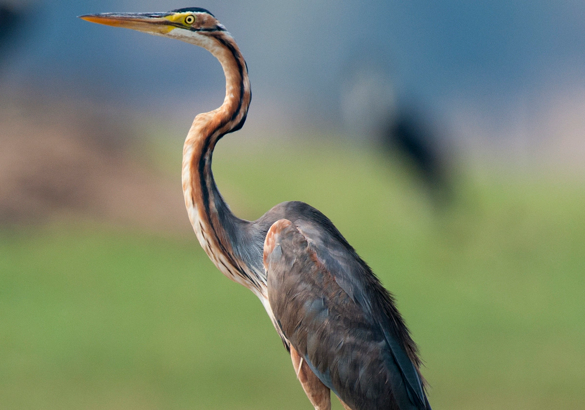 Imagen de una Garza Imperial