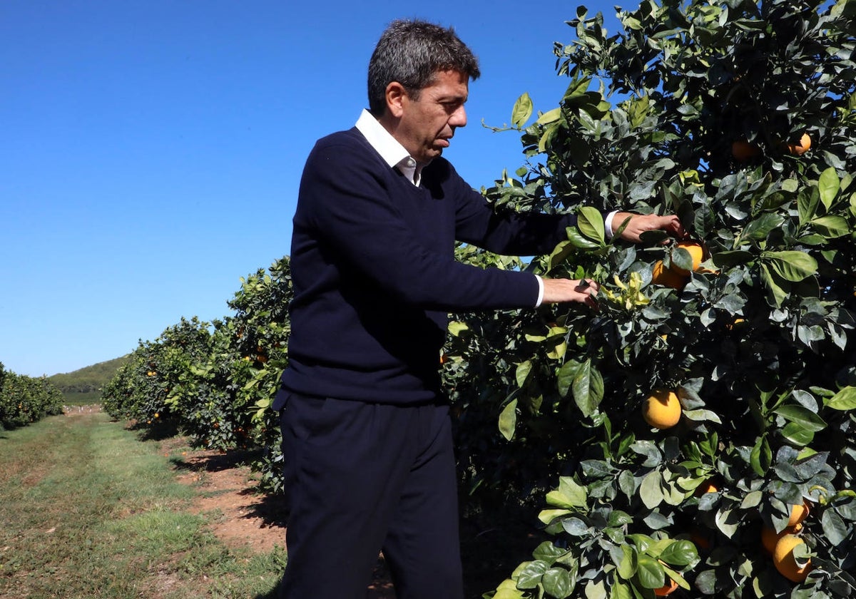 Imagen de archivo del presidente de la Generalitat Valenciana, Carlos Mazón, en un campo de naranjas