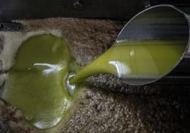 Así puedes degustar los aceites de oliva virgen extra cordobeses más premiados del mundo