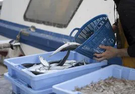 La Diputación de Castellón impulsa una campaña para el fomento del consumo de pescado de la provincia