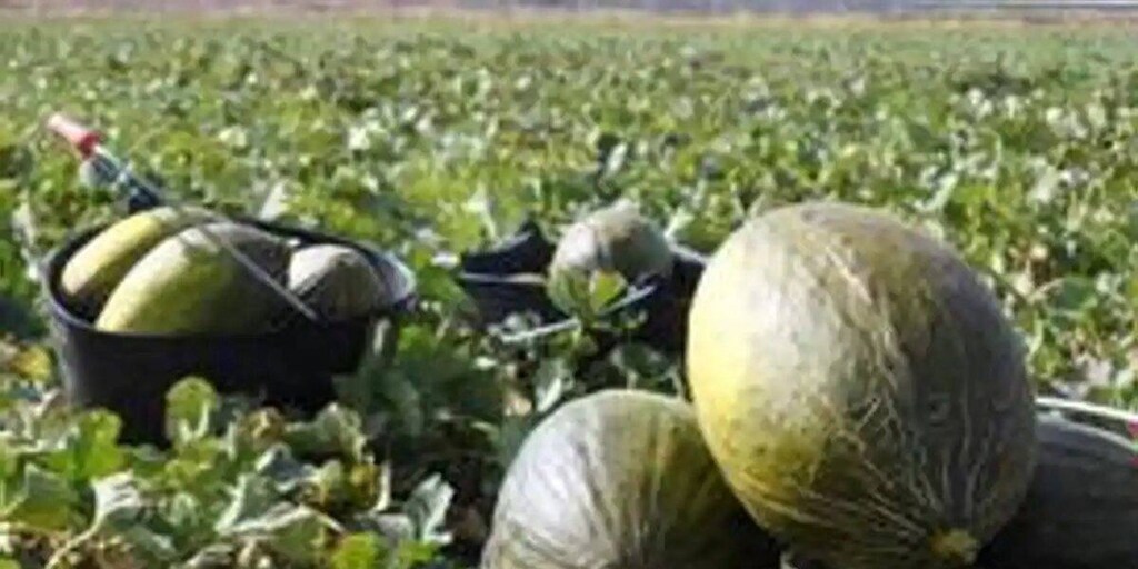 Aconsejan a productores de sandía y melón ajustar su oferta a la demanda para evitar el desplome de precios