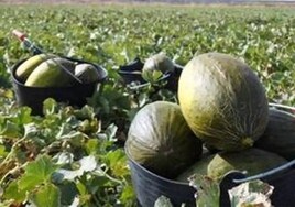 Aconsejan a productores de sandía y melón ajustar su oferta a la demanda para evitar el desplome de precios