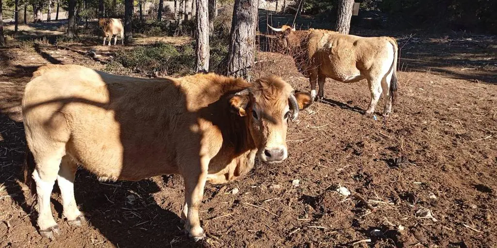 La sequía ya provoca graves problemas en la agricultura y ganadería valencianas