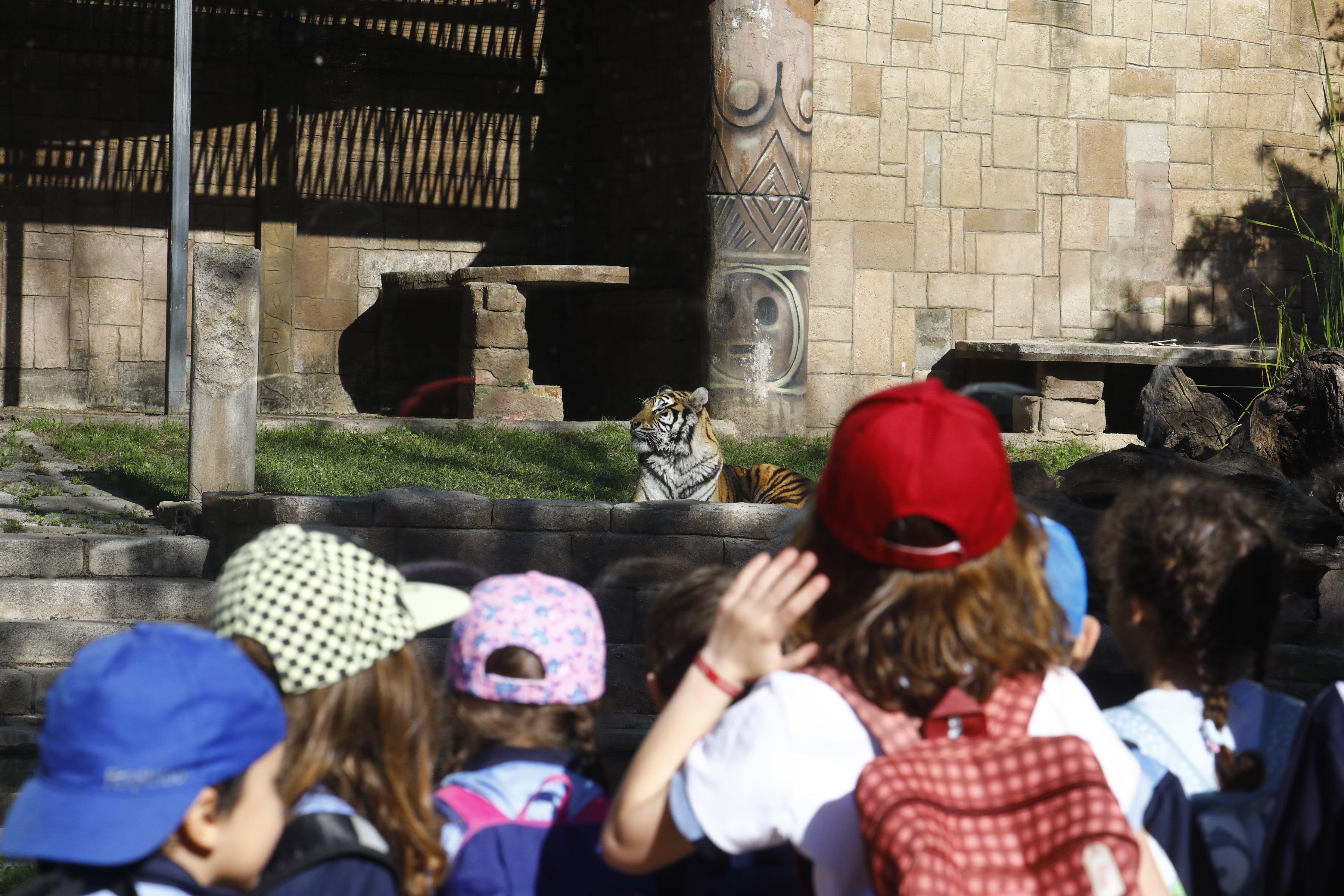 Las imágenes de los nuevos tigres de bengala del Zoo de Córdoba