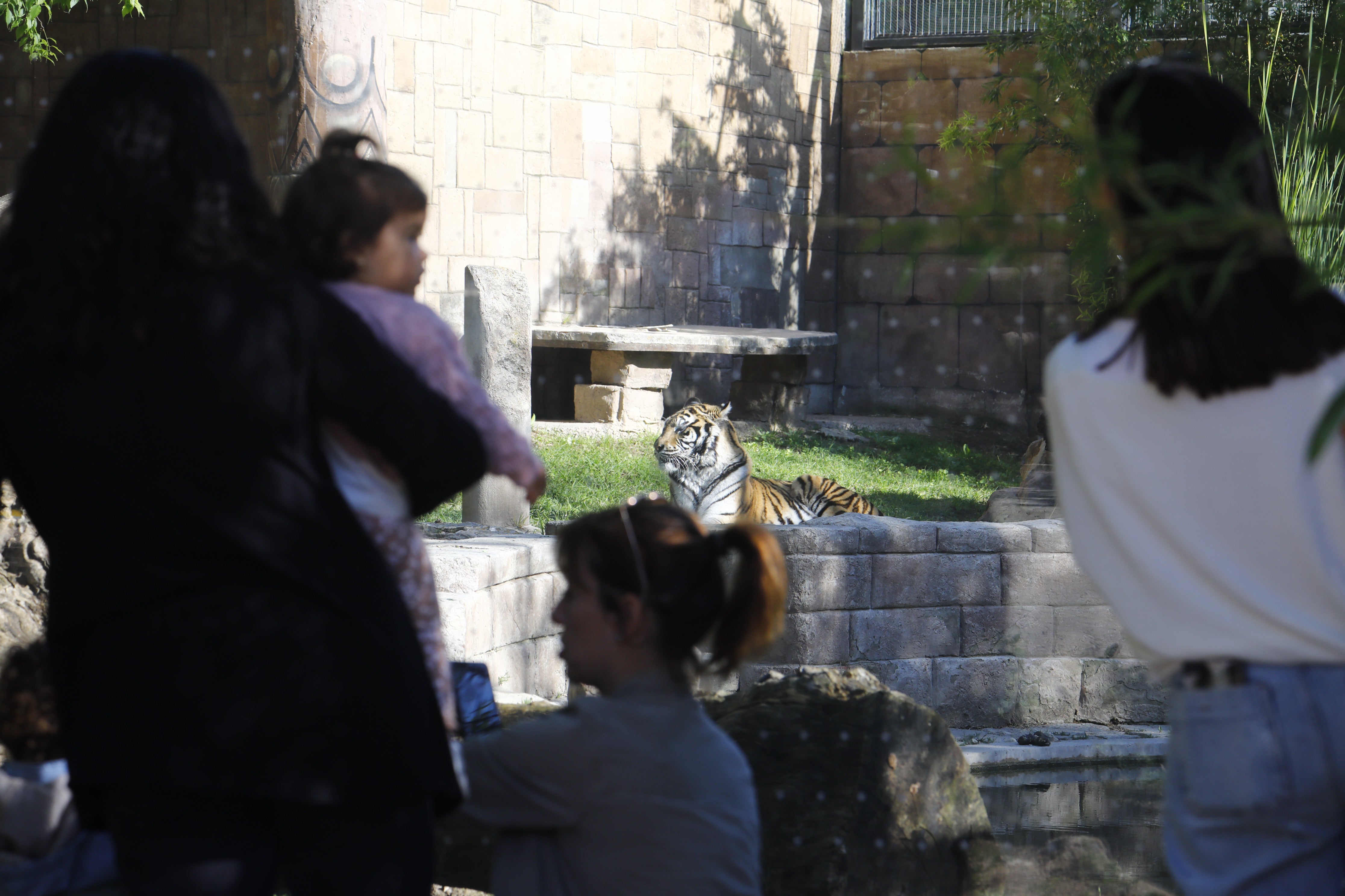 Las imágenes de los nuevos tigres de bengala del Zoo de Córdoba