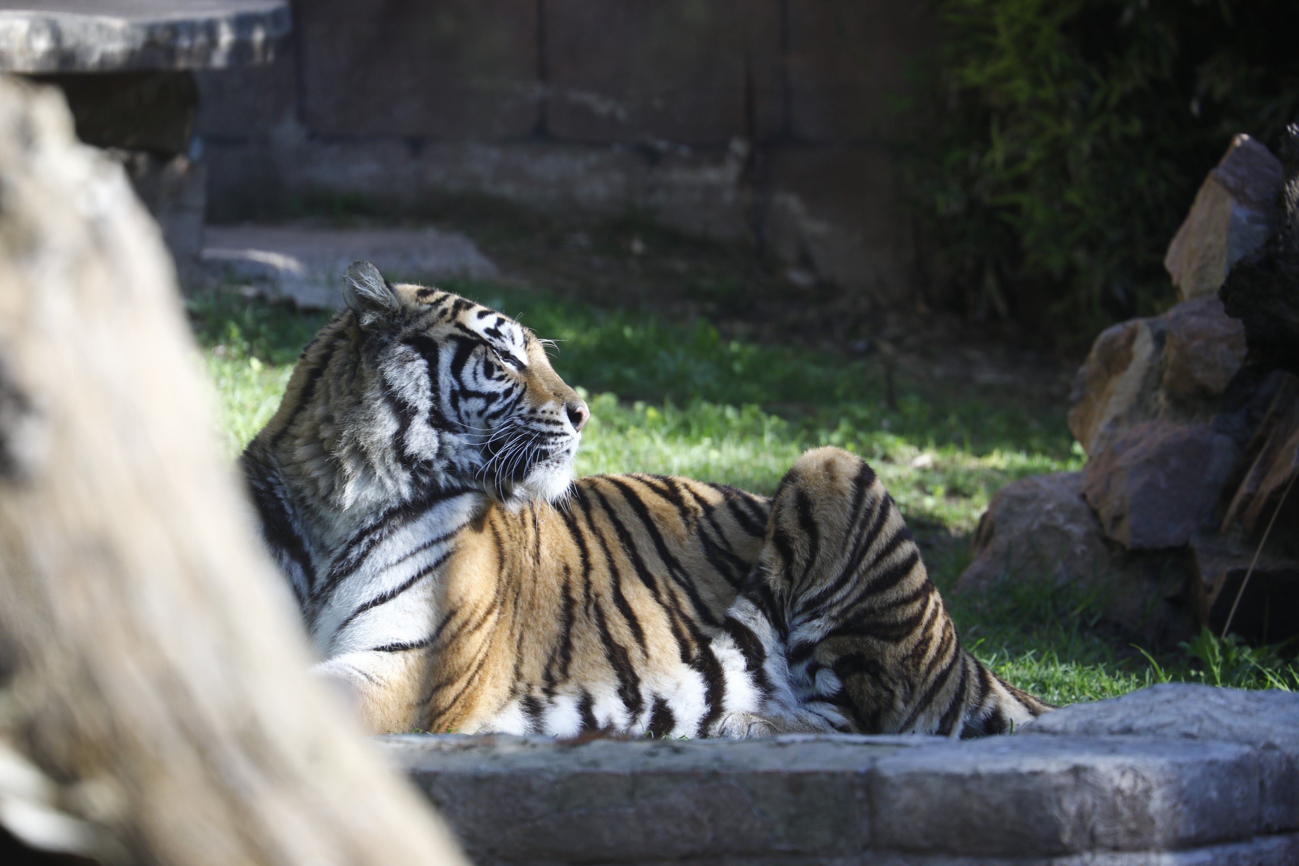 Las imágenes de los nuevos tigres de bengala del Zoo de Córdoba