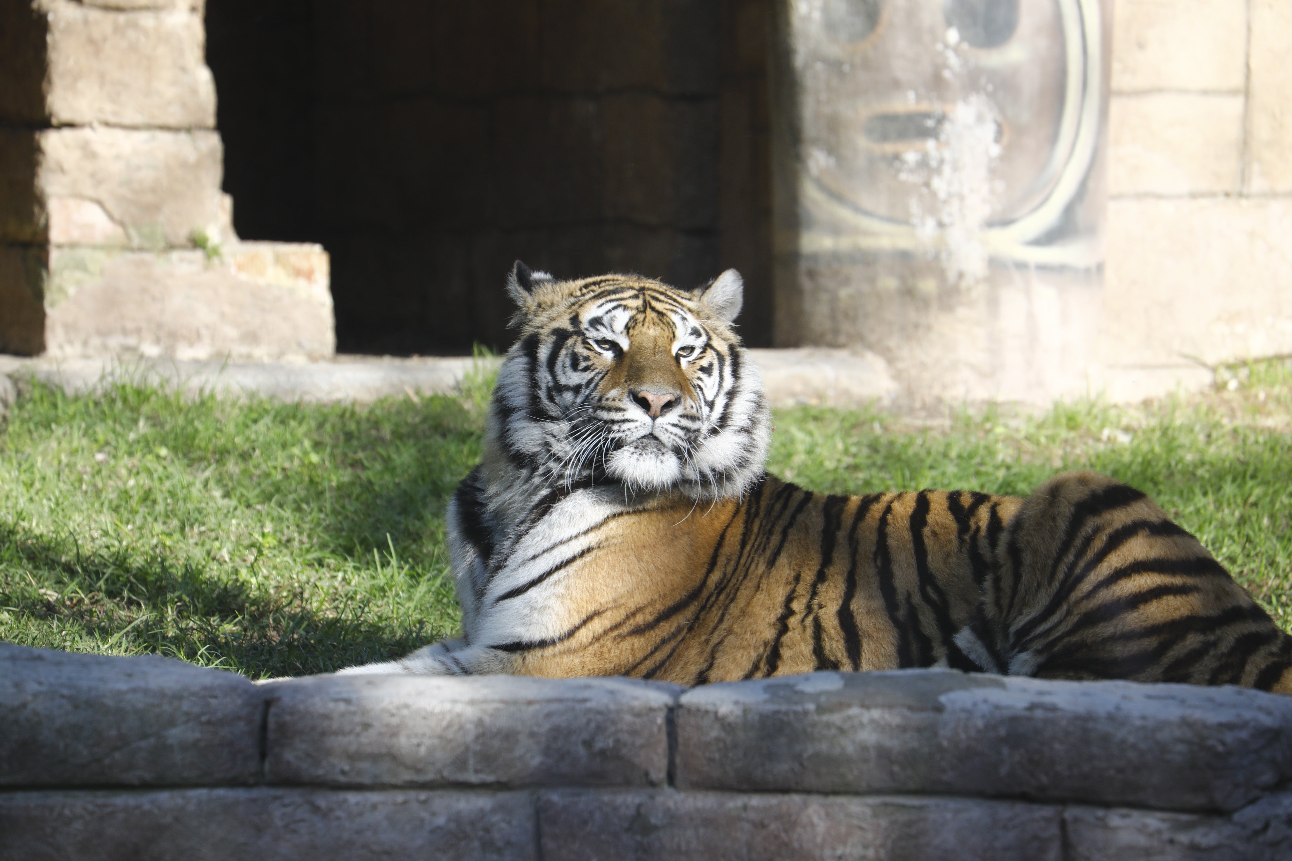 Las imágenes de los nuevos tigres de bengala del Zoo de Córdoba