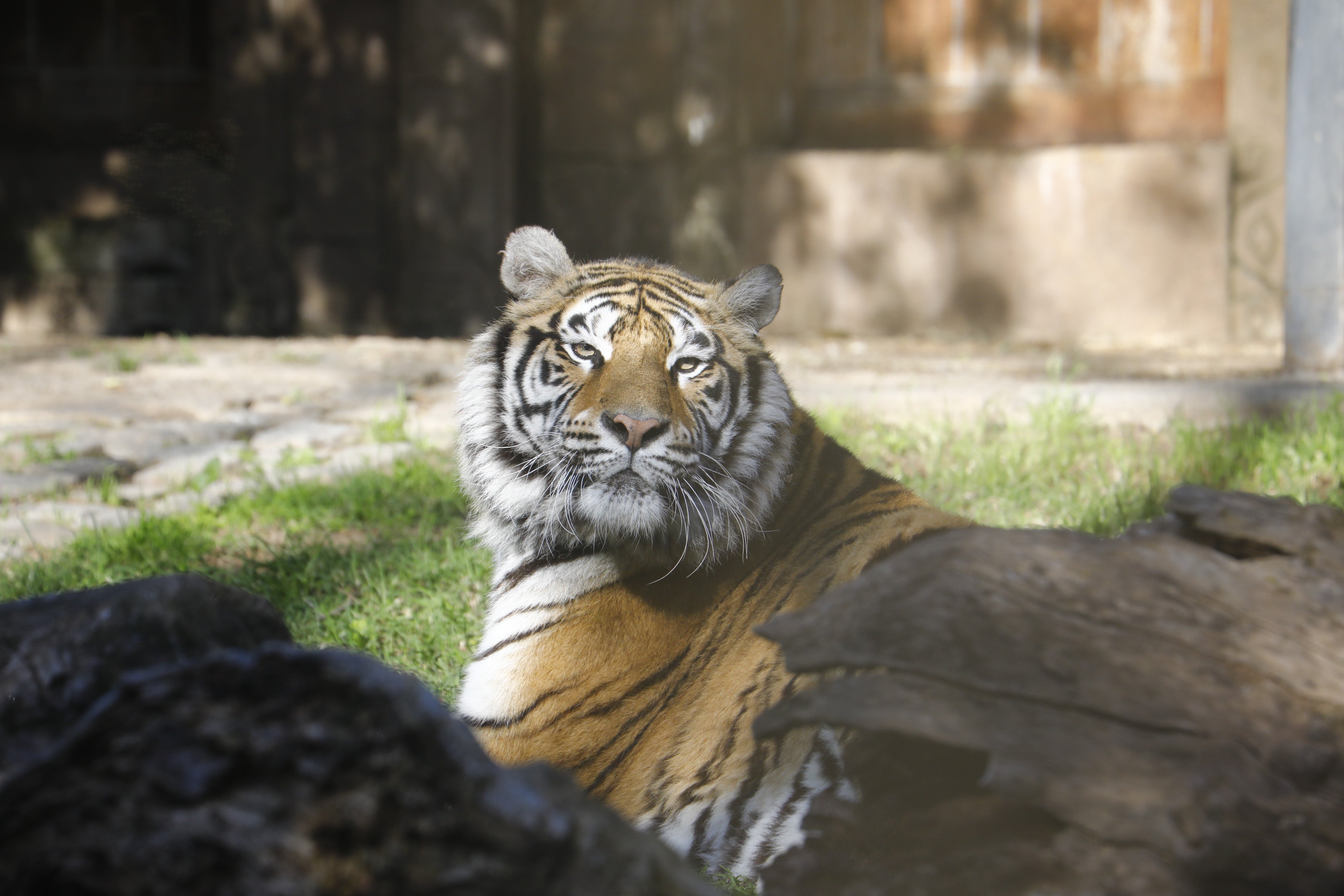 Las imágenes de los nuevos tigres de bengala del Zoo de Córdoba