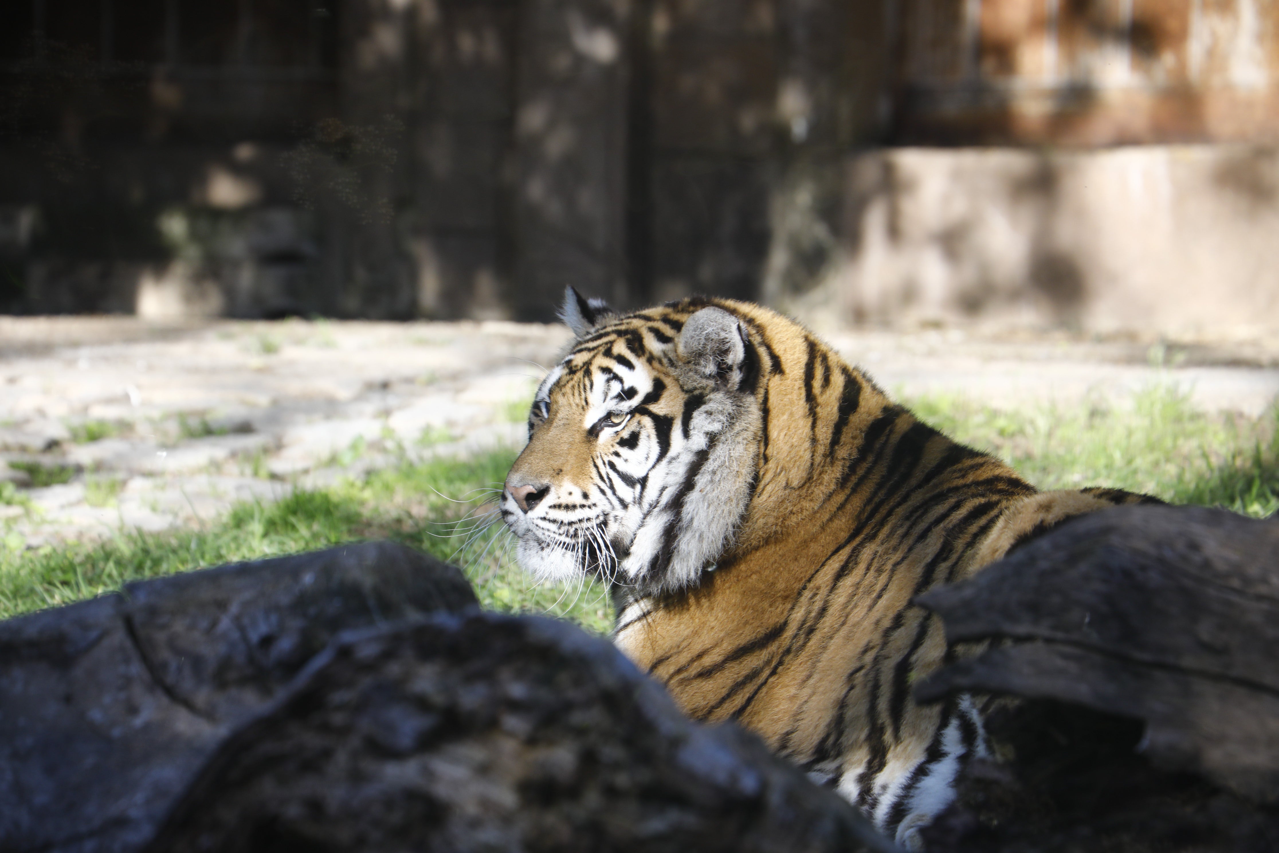 Las imágenes de los nuevos tigres de bengala del Zoo de Córdoba