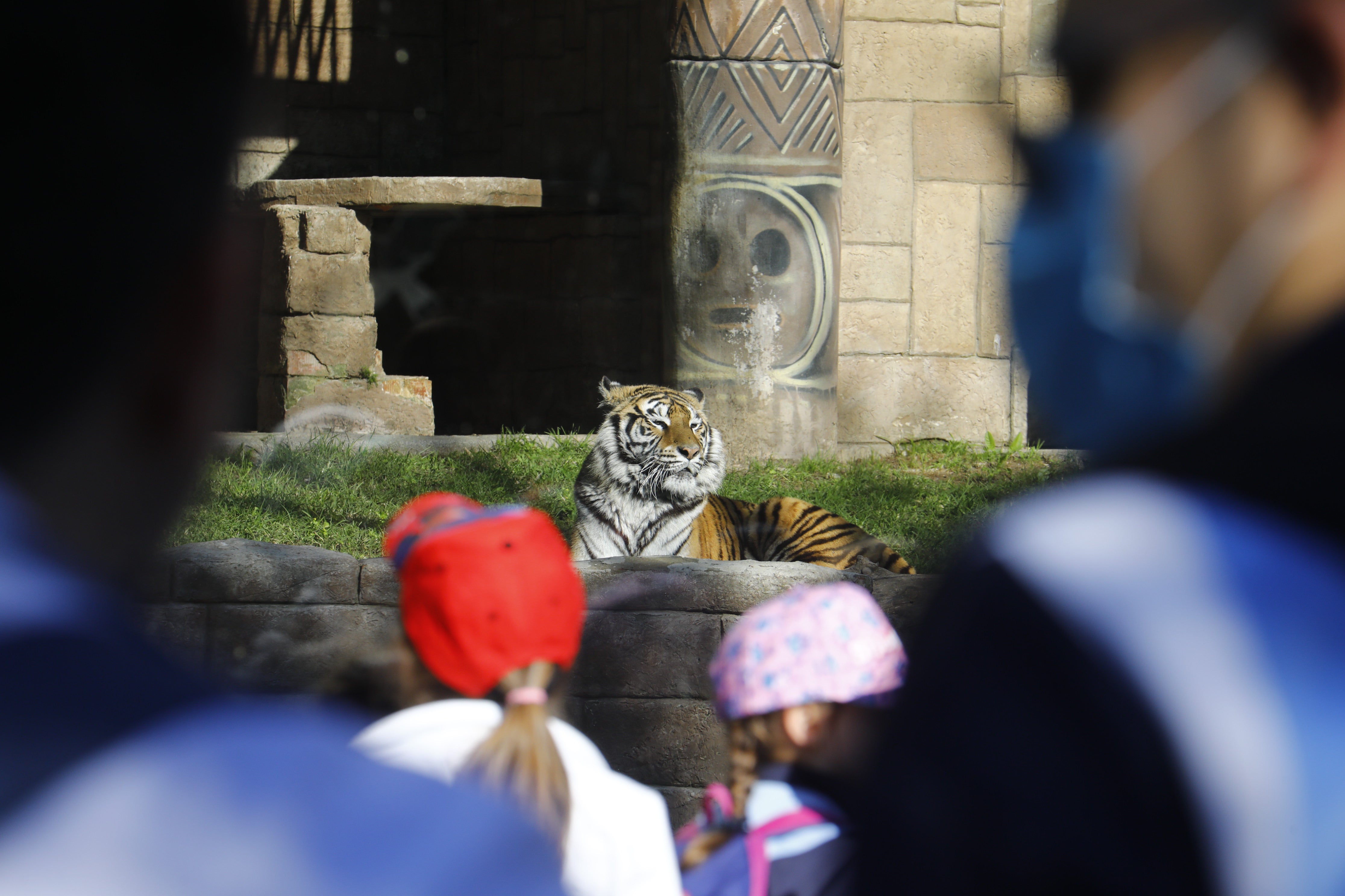 Las imágenes de los nuevos tigres de bengala del Zoo de Córdoba