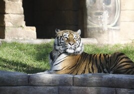 Los nuevos reyes del Zoo de Córdoba: Ares y Altesse, dos tigres de bengala