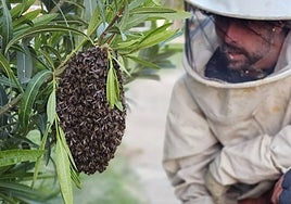 Qué son los himenópteros y cómo actuar ante su presencia en las casas