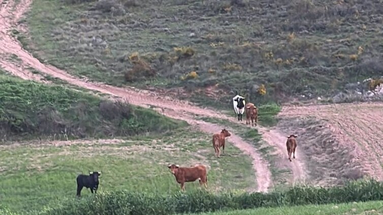 Alerta en los pueblos de Horche y Yebes por reses bravas sueltas de la ganadería de Armuña