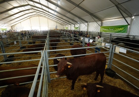 Pablleón central de exposición de ganado en la Feria Agroganadera de Los Pedroches