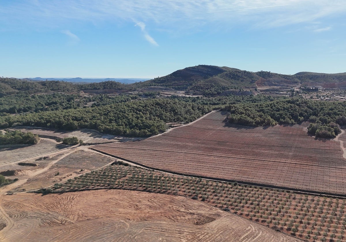De la 'partida del Quemao' a EEUU, Canadá y al centro y norte de Europa: algarrobas autóctonas valencianas de árboles centenarios
