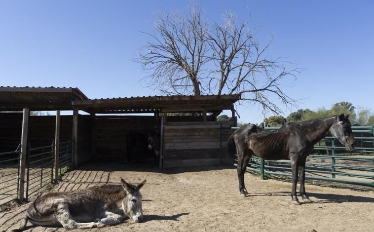 Imagen principal - Arriba, Dulce, una yegua que fue dejada a su suerte en Guadarrama. Ahora está recuperándose poco a poco. Abajo, Romerito, que fue encontrado solo por una señora en El Escorial y Álamo junto a su madre, que había fallecido en el parto