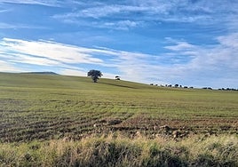 El Gobierno de Castilla-La Mancha no descarta ahora proyectos de tierras raras, pero con condiciones