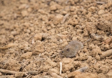 Agricultura evaluará hasta el 31 de mayo casi 1.500 parcelas para detectar al topillo campesino
