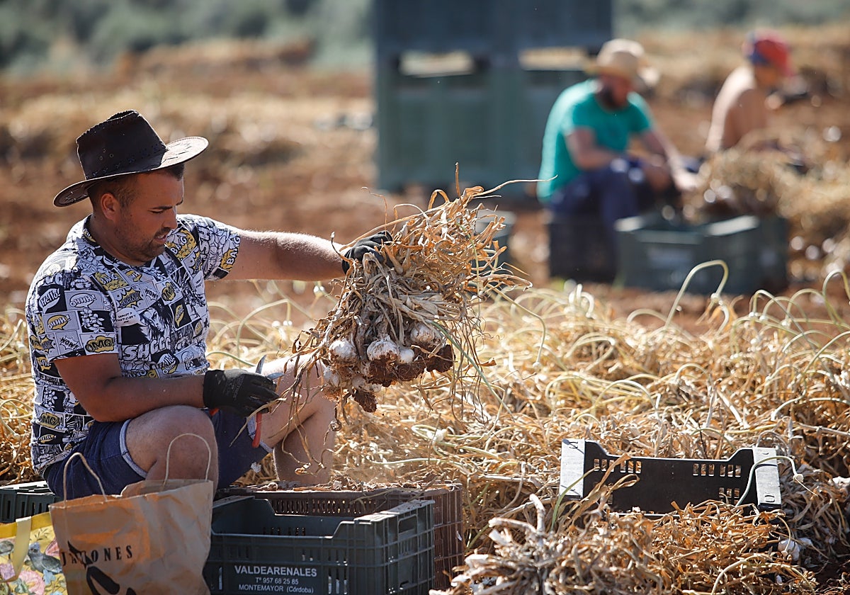 Un obrero clasifica ajos en Santaella