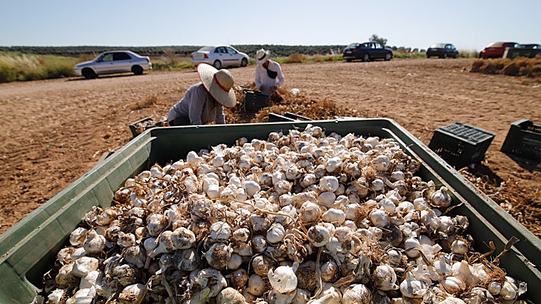 Trabajadores detrás de una caja con la cosecha