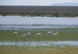 Entre el oasis y el espejismo: el agua vuelve a fluir en Doñana tras las lluvias de primavera