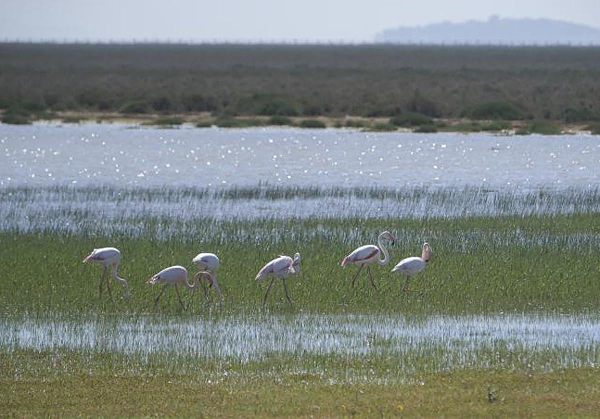 Flamencos en el lucio del Caballero, un humedal del Parque Nacional de Doñana