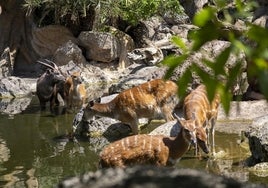 Los Bioparc apelan a nuestra condición de naturaleza para motivar hacia la conservación de nuestro planeta