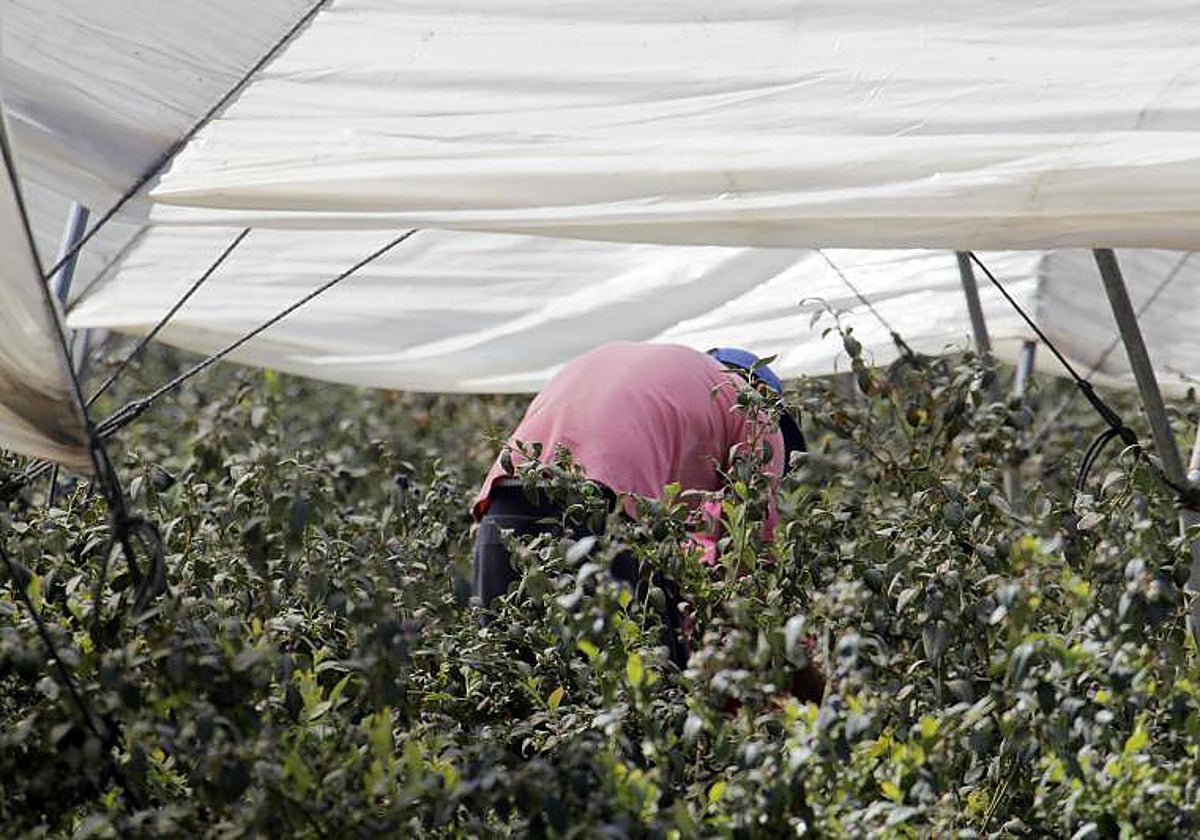 Cultivos de Andalucía