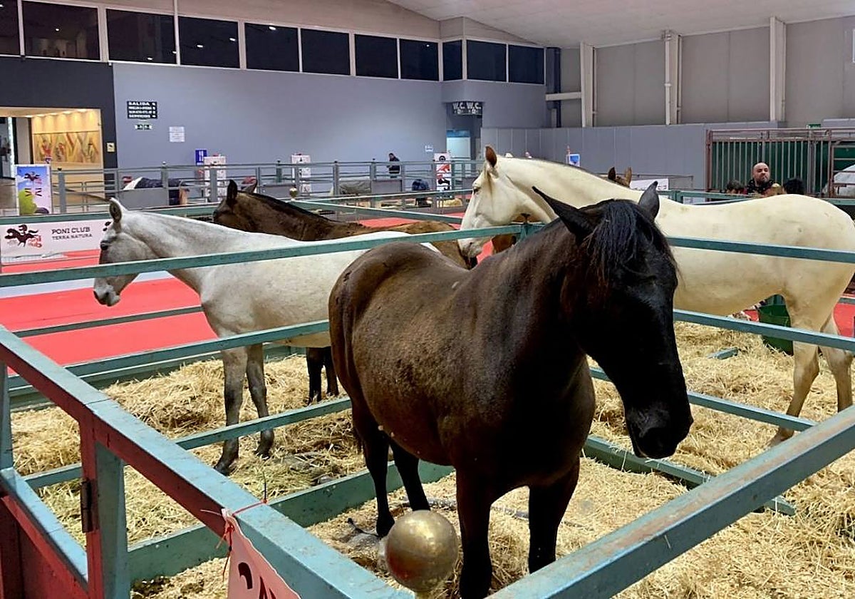 En la imagen, caballos en una feria ganadera