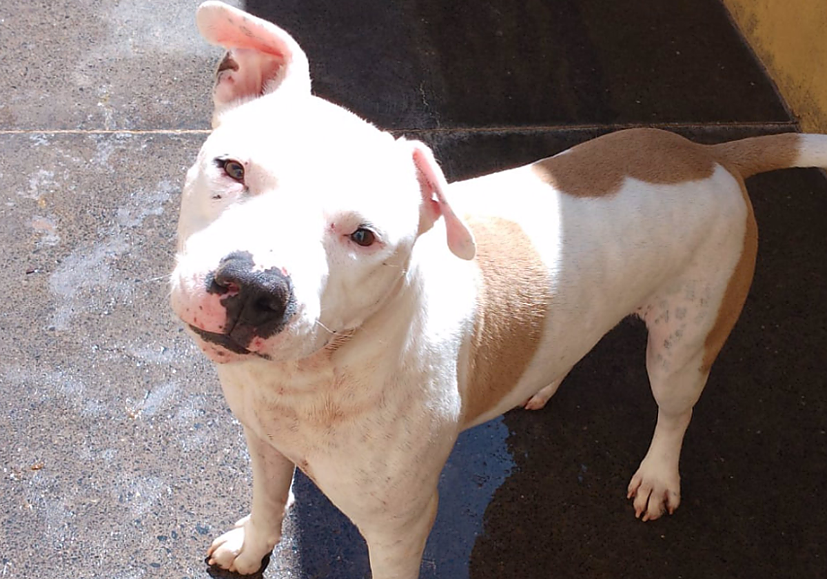 'Iron', el perro abandonado