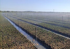 AGR by De Prado, firma cordobesa, invierte en un vivero de olivos en Portugal ante la gran demanda del sector