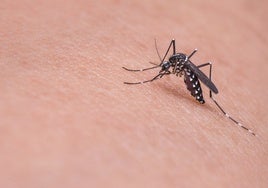 Esto es lo que debes hacer para no atraer mosquitos en casa