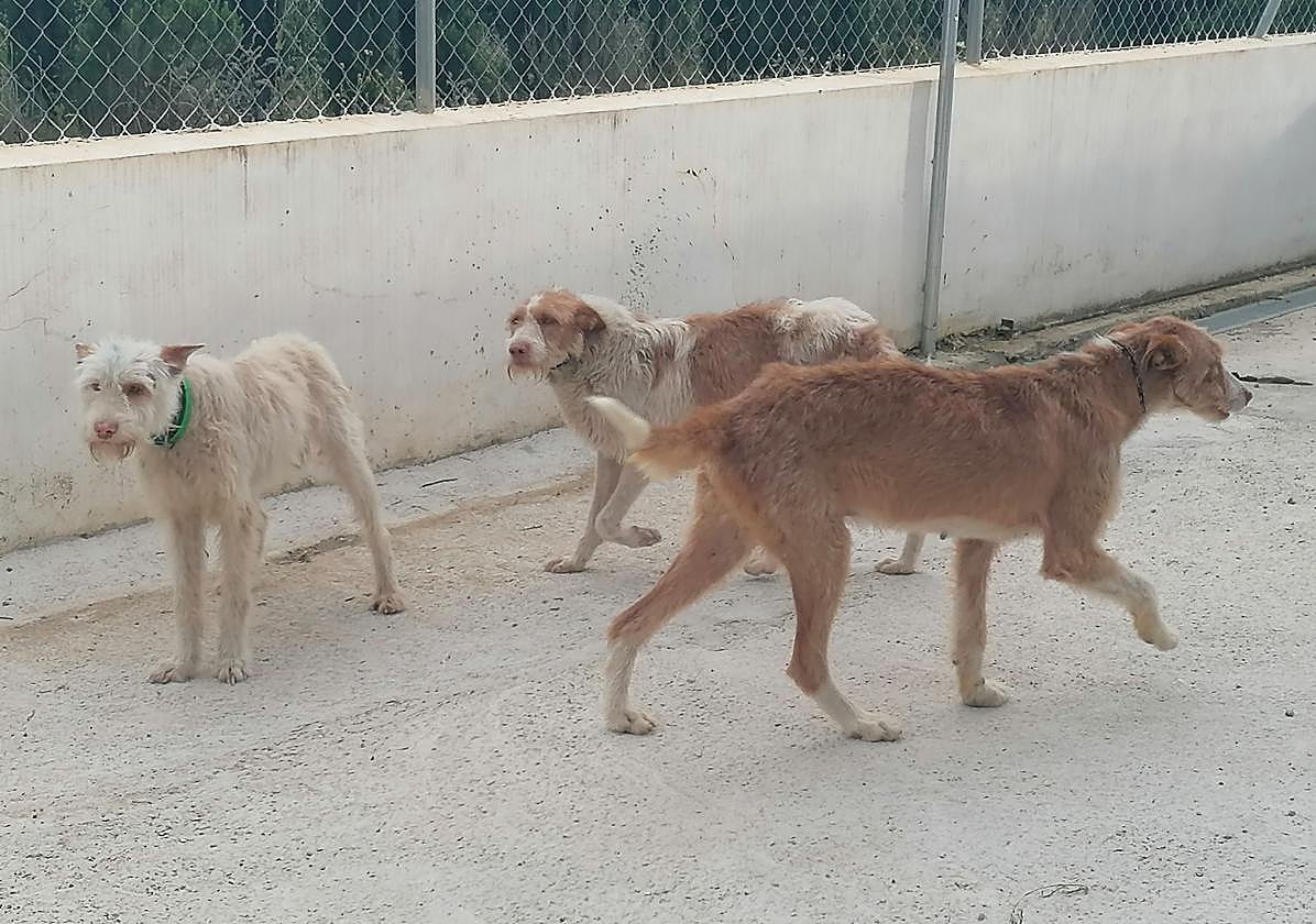Algunos de los perros rescatados