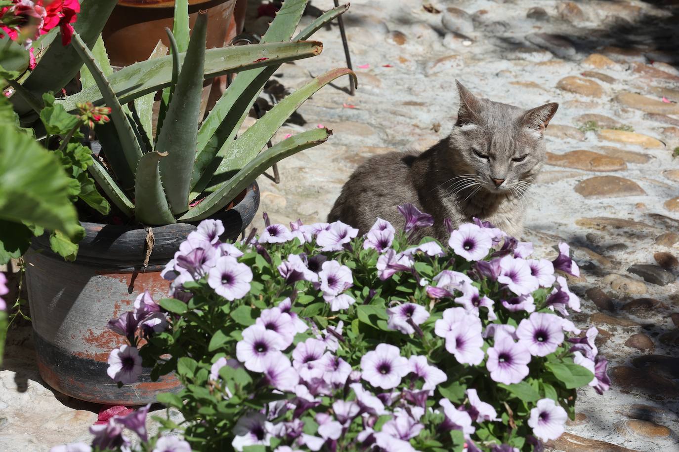 Las mejores imágenes de los Patios de Córdoba en los barrios de Santa Marina y San Agustín