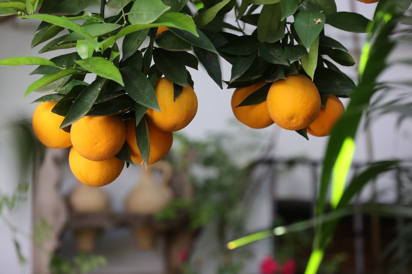 Las mejores imágenes de los Patios de Córdoba en los barrios de Santa Marina y San Agustín