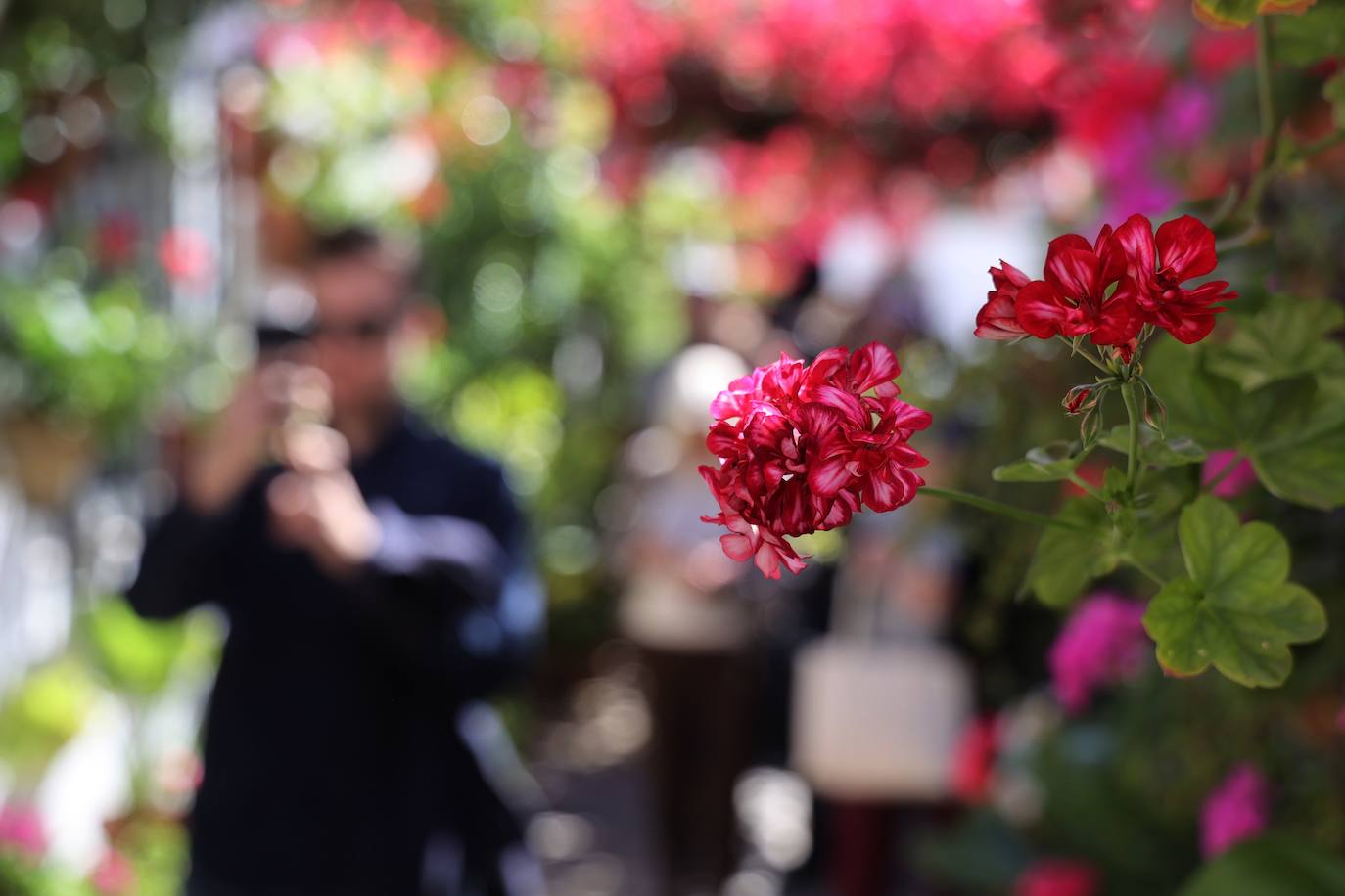 Las mejores imágenes de los Patios de Córdoba en los barrios de Santa Marina y San Agustín