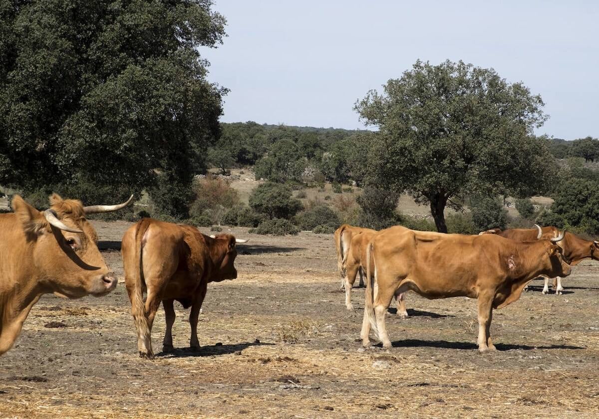 Asaja pide a la Junta que «no se ponga de perfil» y establezca ayudas directas a los ganaderos por la EHE