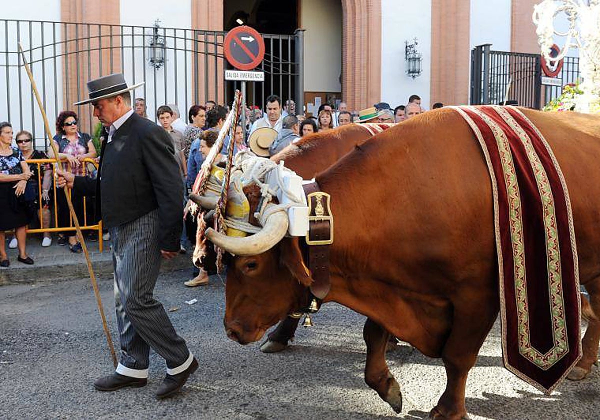 Bueyes tirando de una carreta del Rocio