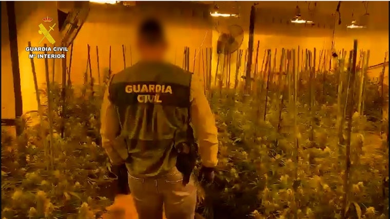 «Habían convertido el garaje en un vivero»: dos mujeres detenidas con 400 plantas de marihuana por el olor de un «narcochalet» de lujo