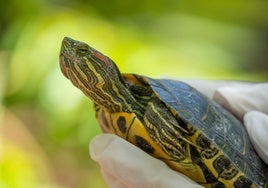 Bioparc Valencia se suma a la Semana sobre Especies Invasoras en España y Portugal