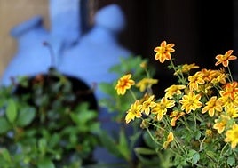 Estas son las principales flores que puedes encontrar en los Patios de Córdoba