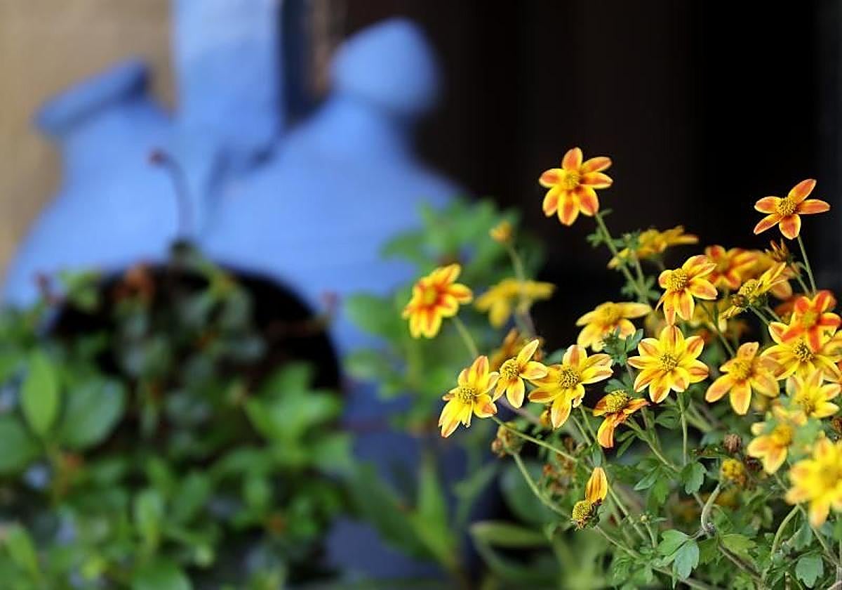 Flores en un Patio de la ruta del Alcázar Viejo