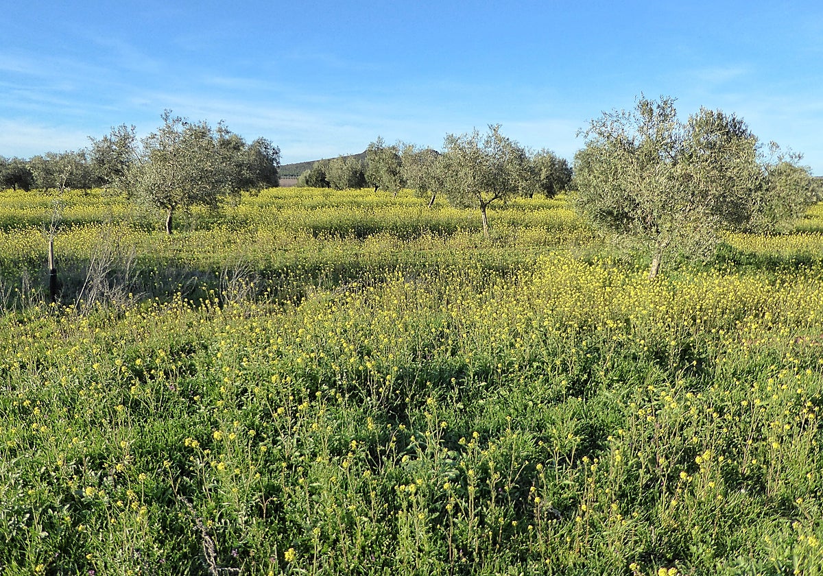 Zona afectada por el proyecto de minería de tierras raras en la provincia de Ciudad Real